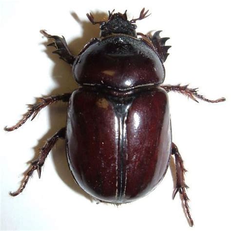 strategus beetle.